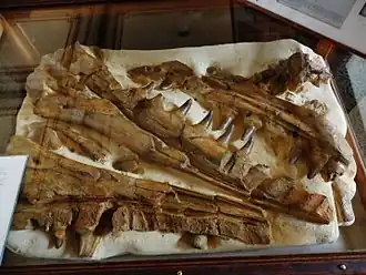 Photo d'un crâne fossile de couleur marron exposée derrière une vitrine d'un musée.