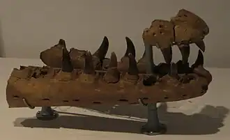 Partie fragmentaire et fossile des mâchoires d'un reptile marin exposée dans un musée.