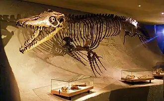 Vue latérale d'un squelette monté d'un reptile marin exposée dans un musée.