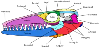Croquis détaillé du crâne d'un reptile marin, les différentes couleurs indiquant les différentes parties osseuses.