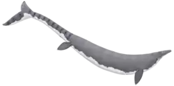 Vue d'artiste d'un long reptile marin gris vu de côté sur fond blanc.