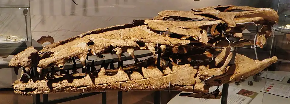 Photo d'un crâne fossile de couleur beige exposé derrière une vitrine d'un musée.