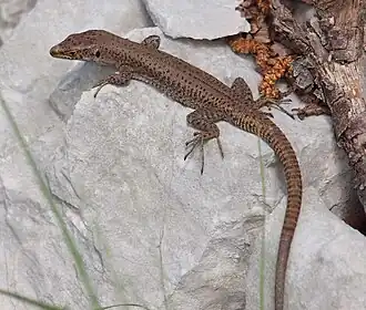 Description de l'image Mosor lizard.JPG.