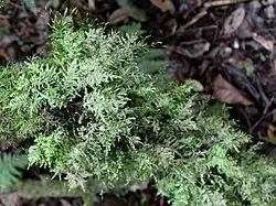Eurhynchium praelongum (en), l'Eurhynchie allongée, plante vivace à tige rampante, humo-terricole.