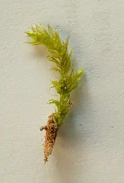 Détail