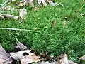 Polytrichum formosum (Polytrichaceae), Belgique