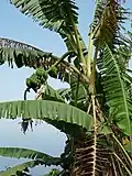 Bananier