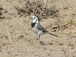 M. a. dukhunensis.