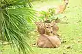 Biche et son faon