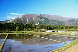 Rizières du Japon