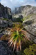 Richea pandanifolia dans les Mount Murchison (Tasmania)&nbsp;(en) en Tasmanie. Novembre 2019.