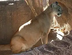 Puma.