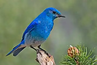 Merlebleu azuré