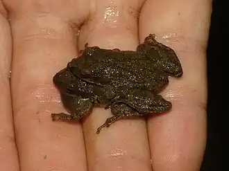 Description de l'image Mountain Chorus Frog imported from iNaturalist photo 123959030 on 8 December 2021.jpg.