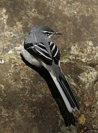Description de l'image Mountain_wagtail_(or_Long-tailed_Wagtail),_Motacilla_clara_at_Lekgalameetse_Nature_Reserve,_Limpopo,_South_Africa_(14582749109).jpg.