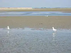 L'estran de l'estuaire de la Somme et de la Maye.