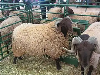 Image illustrative de l’article Beni Guil (race ovine)