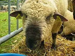 Mouton Dorset
