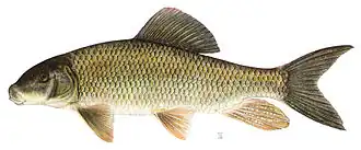 Chevalier blanc (Moxostoma anisurum)