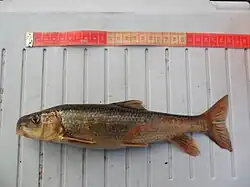 Moxostoma mascotae