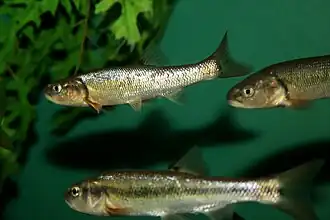 Moxostoma sp.
