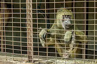 Singe au parc