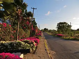 Nyali