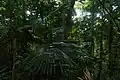 Forêt tropicale humide de Ko Lanta