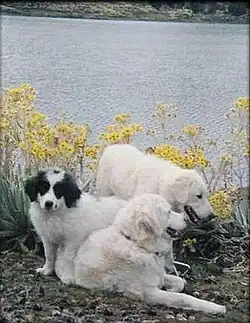 Mucuchies