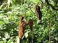 Gousses de Mucuna urens à la Monteverde Cloud Forest Reserve, autour de 1&nbsp;500&nbsp;m d'altitude (Costa Rica)