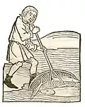 Livre IV, chapitre 56. ..... Mugil – Mugilidae