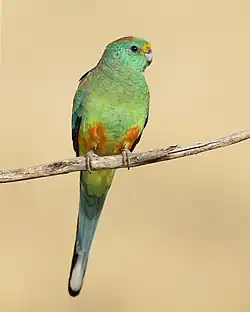 Oiseau posé sur un fil, corps vert, tête un peu bleutée.