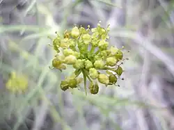 Azorella prolifera.
