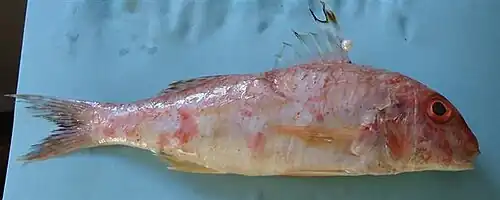 Mullus argentinae