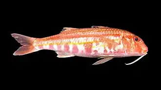 Mullus surmuletus (Mullidae).