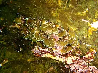 Zonaria sp.