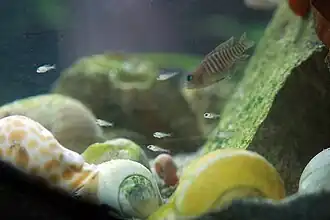 Une petite famille de Neolamprologus multifasciatus (eau douce) au-dessus de leurs coquilles vides