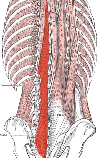 Le muscle multifide