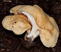 Multifurca sp.