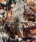Mangouste à dix raies Mungotictis decemlineata.