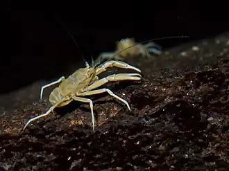 Munidopsis polymorpha, un Munidopsidae