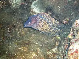 Muraena helena