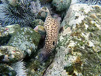 Muraena pavonina