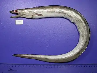 Muraenesox cinereus, un Muraenesocidae
