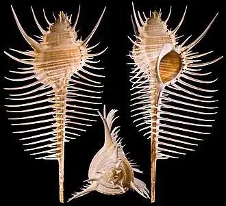Murex pecten - Apex et profils du même spécimen