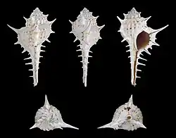 Murex carbonnieri.