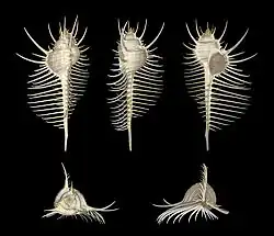 Murex pecten, un Neogastropoda (gastéropode)