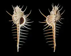 Murex troscheli