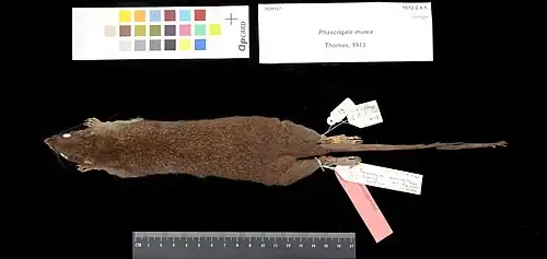 Un murexia longicaudata étendu par et mesuré