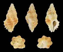 Muricopsis honkeri.